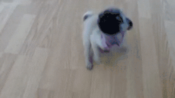 giphy