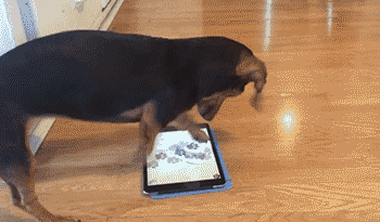 dogipad.gif