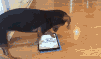 dogipad.gif