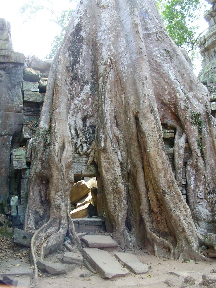 599 Ta Prohm.JPG