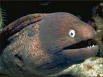 moray