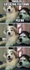mist-husky-puppy.jpg