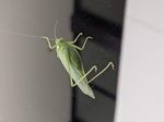 IMG_20200705_115540.jpg