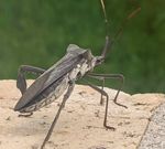 IMG_20200709_074044 (1).jpg