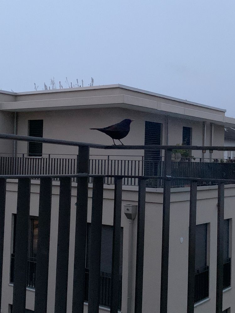 magpie.jpg