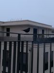 magpie.jpg