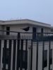 magpie.jpg