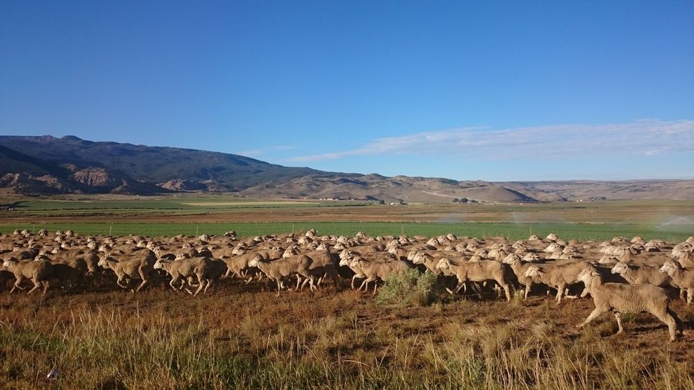 sheeps_min.jpg