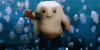 giphy