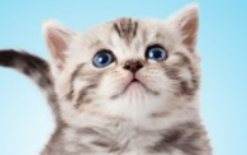 kitten_pic_1.png