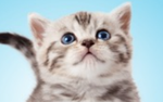 kitten_pic_1.png