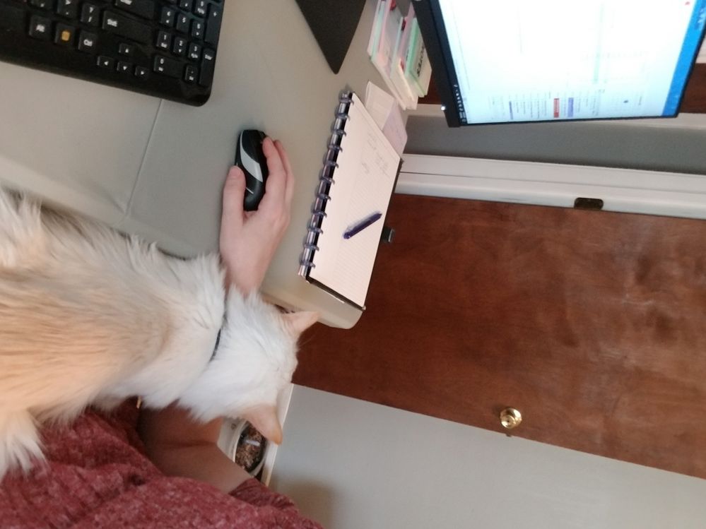 Casper on arm.jpg