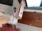 Casper on arm.jpg