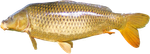 isolated-2499539_640.png