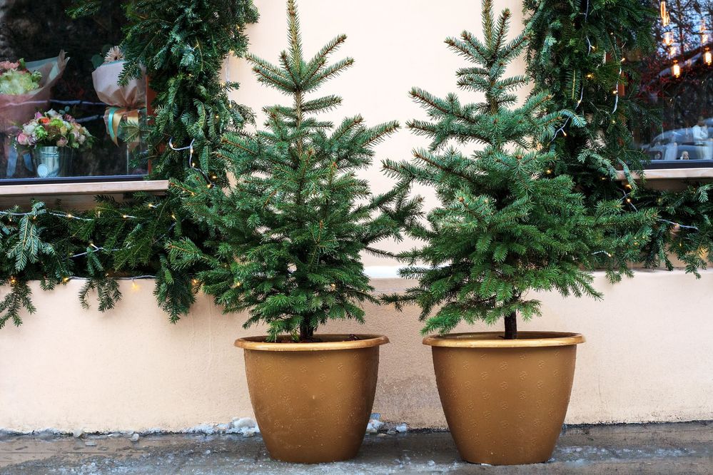 potted-christmas-tree-1604669232