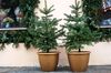 potted-christmas-tree-1604669232
