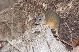 antechinus.jpg