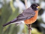 Robin.jpg