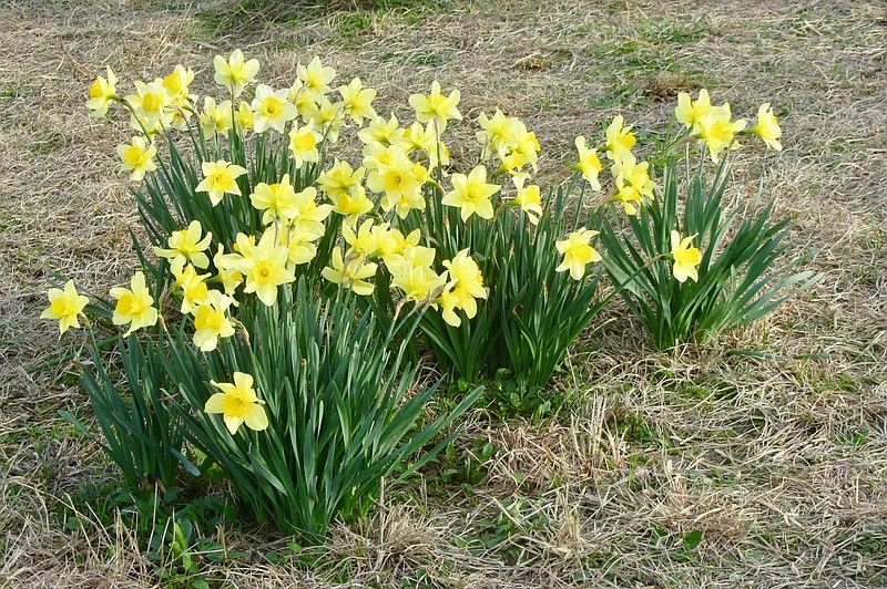 daffodil.jpg