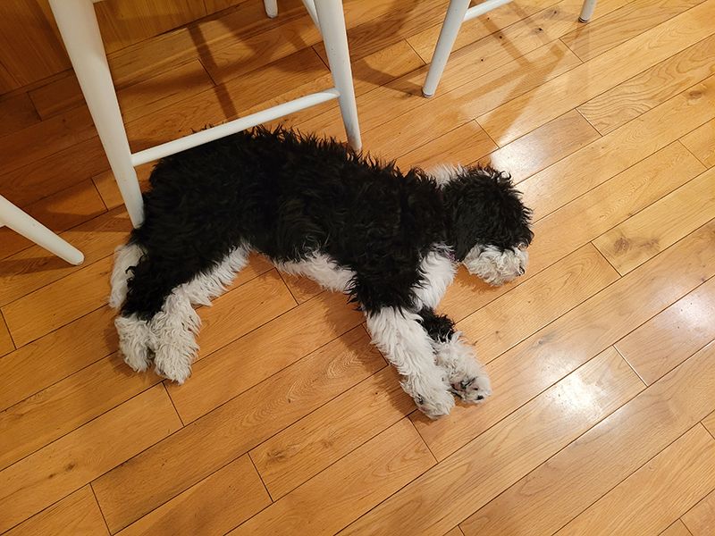 dog.jpg
