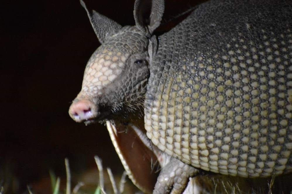 armadillo.jpeg
