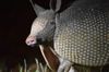 armadillo.jpeg
