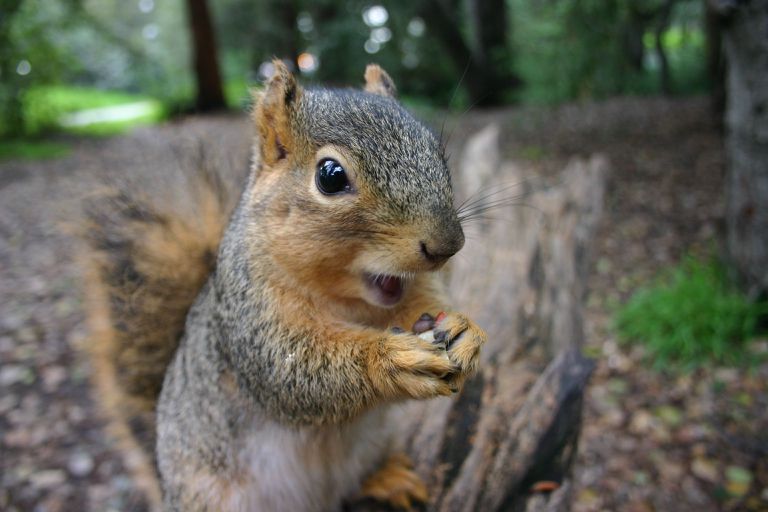__opt__aboutcom__coeus__resources__content_migration__mnn__images__2014__12__gray-squirrel-uc-berkeley-e95928eec1b84a56b6f32e32840376ae.jpg