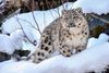 snow leopard.jfif