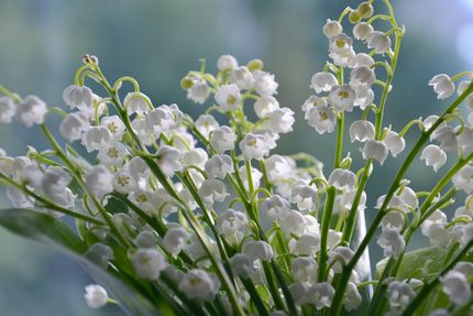 lilies-of-the-valley-4240129_1920.jpg
