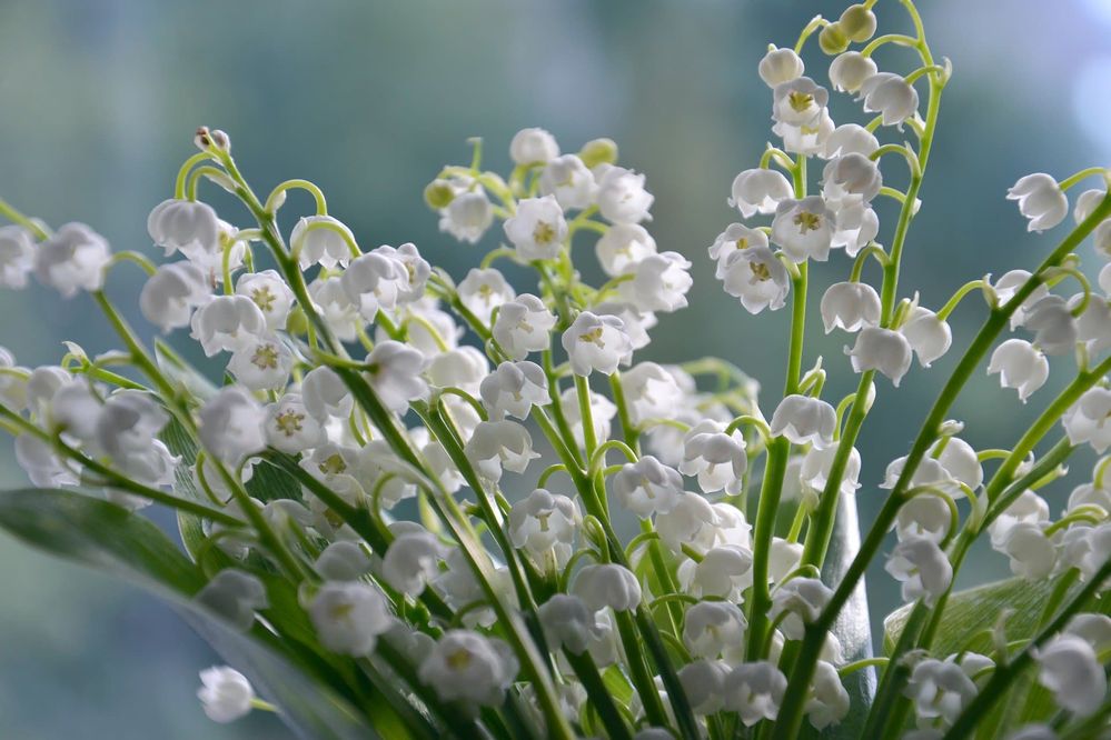 lilies-of-the-valley-4240129_1920.jpg