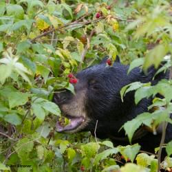 15380_thumb_a60dd369d0832a92c5257989fd6fb93a_250x250_wm0_right_bottom-june_eating_raspberries_-_20110812.rev.1386277797