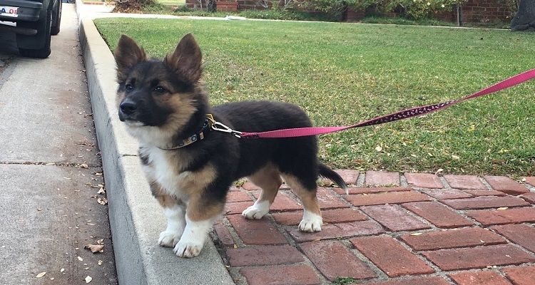 corgi-german-shepherd-mix