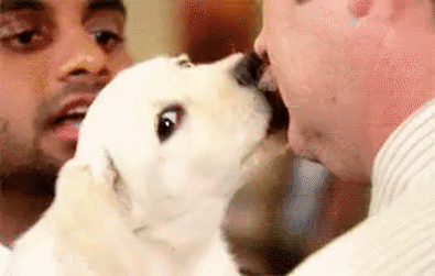 RegularPhonyAngora-size_restricted.gif