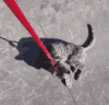 walking-the-cat-lazy