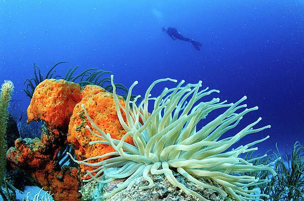 1-sea-anemone-venezuela-roberto-rinaldi