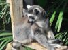 Lemur.jpg