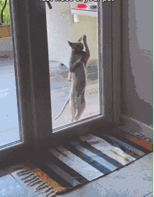Let me in.gif