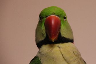 parrot-4948569_1280.jpeg