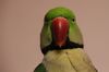 parrot-4948569_1280.jpeg