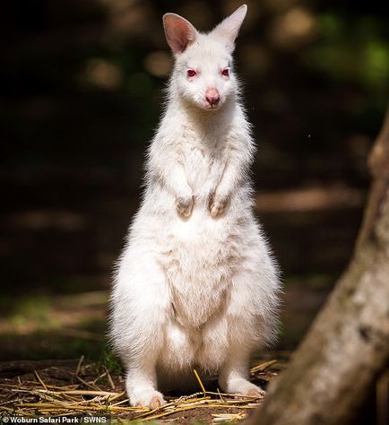 wallaby.jpeg