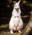 wallaby.jpeg