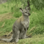 wallaby.gif