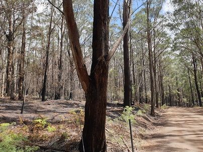 20200214_after the fires.jpg