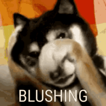 blushing-doggo.gif
