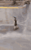 skateboard-fail-flop.gif