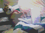 giphy (2).gif