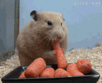 carrots.gif