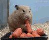 carrots.gif