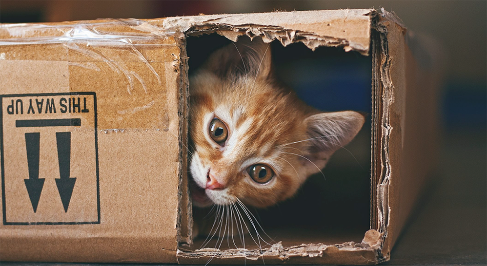 looking-forward-to-team-22-agile-transformation.png