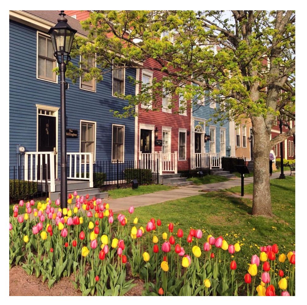 Tulips.jpg